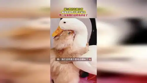 猫与鸭的有趣日常,猫猫抱着鸭子脖子猛亲
