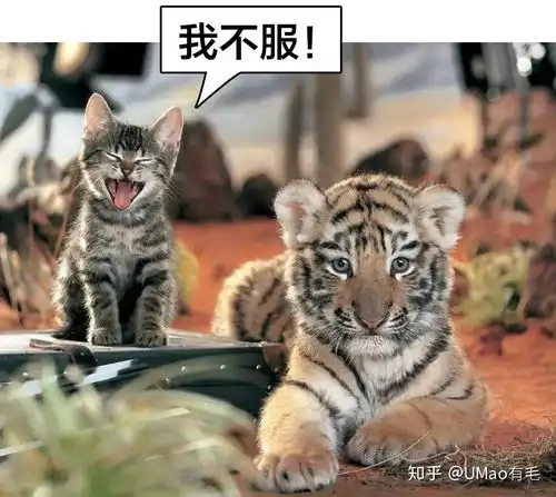 十二生肖为啥没有猫,却有老鼠还排第一个
