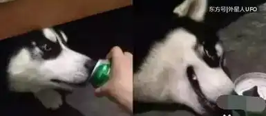 哈士奇被宠主用啤酒灌醉后,二哈的内心是非常崩溃的
