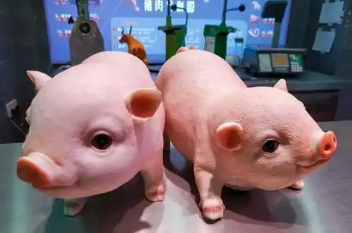 现在大量抓仔猪搞二次育肥,哪里来的自信哪里那么大胆子
