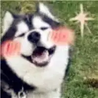 太阳花哈士奇的头像微信头像图片大全
