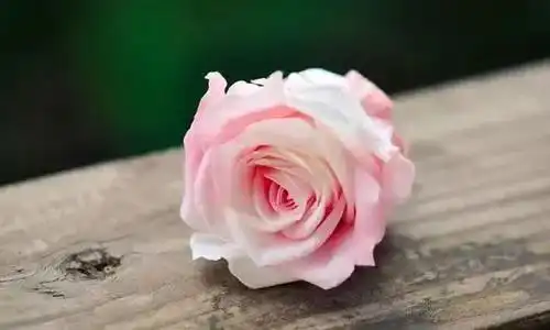 心里的苦,背后的累,谁懂
