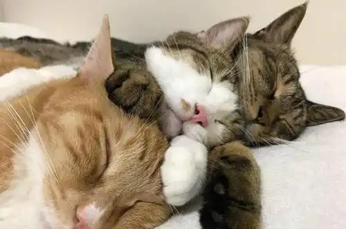 猫咪流眼泪是怎么回事分4种情况去解决
