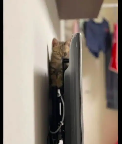 猫咪总是会找奇怪的地方睡觉,喜欢被挤着的感觉,才会有安全感
