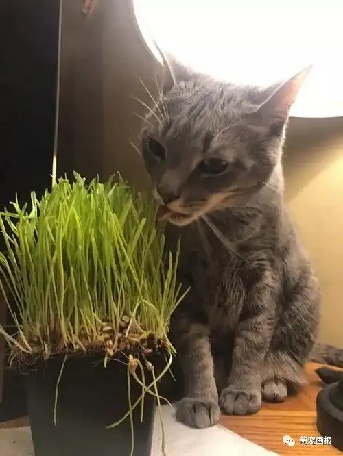 搞笑猫咪图片集锦
