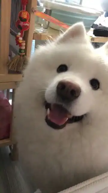 看看我家的狗子
