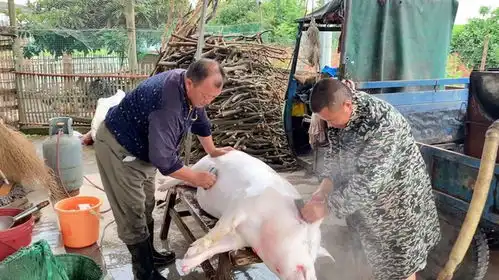 湖北农村杀猪现场,260斤肥猪就挣扎了几下,就成了餐桌上的美食
