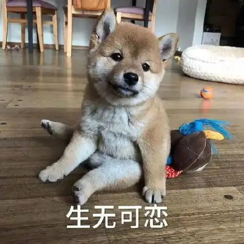 搞笑gif段子哈哈哥们,你此时估计有炖猫的冲动了
