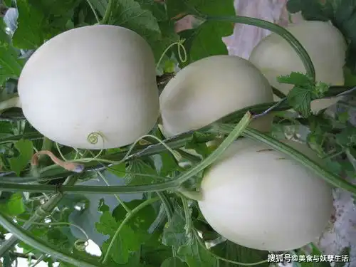市面上的甜瓜,为什么青色比白色贵三倍建议搞清楚再买
