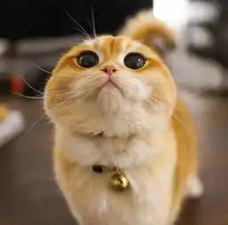 幽默图片搞笑段子小猫咪吃胖了会变成什么会变成海豹的
