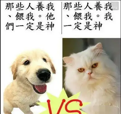 搞笑喵星人gif图家里的喵星人一直幻想自己是猫头鹰,这可咋办
