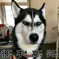 哈士奇搞笑表情包带字图片微信头像图片大全
