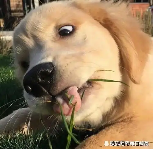 12张狗狗搞笑图片狗我不要面子的呀
