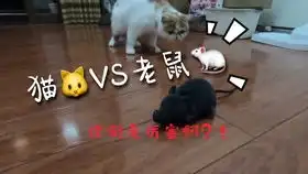 太搞笑了,猫咪魔性行为隐藏摄像机,哈哈,台好笑啦
