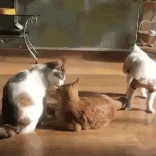 搞笑动图集锦家里养猫又养狗,那会是多么热闹啊
