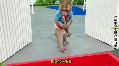 有趣的小猴子小猴子在花园里洗车,带着小鸭子一起去兜风
