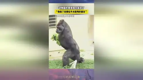 动物园的黑猩猩太搞笑了
