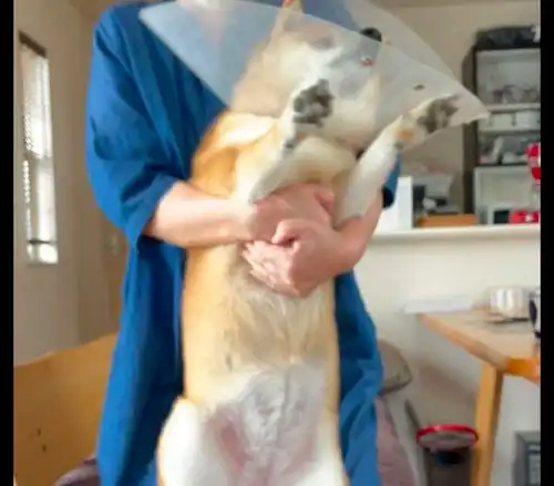 主人想给柴犬擦药,它却拼命挣扎不愿接受,表情激动到模糊了
