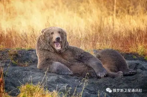 图集绿色形象师与大笑的蛇2021喜剧野生动物摄影奖获奖作品
