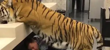 老外看到老虎在喝水,本以为是恶搞,钻到身下辨认时瞬间懵了
