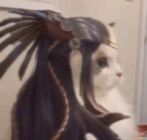 王者荣耀明世隐猫咪头像有哪些王者荣耀猫咪头像明世隐下载乖乖手游网
