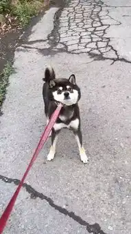 柴犬可爱图片小集锦,真是自带喜感的狗狗
