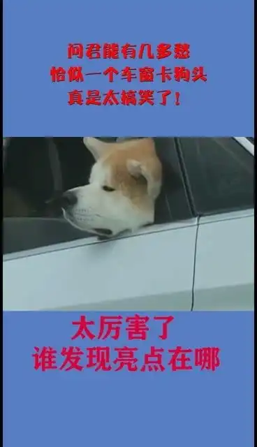 问君能有几多愁,恰似一个车窗卡狗头,真是太搞笑了
