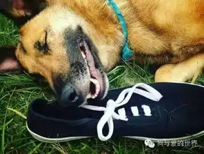 狗狗有闻鞋癖,偷闻主人的臭鞋还一脸陶醉
