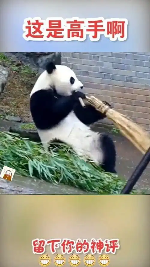 笑死人不偿命熊猫你这样吃,也不怕塞牙
