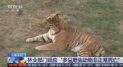 20只东北虎非正常死亡,野生动物展演行业的痛点及未来
