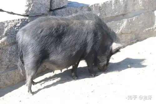 你知道哪些关于猪的冷知识
