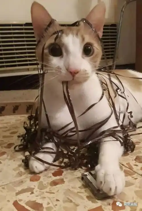 猫咪搞笑图片集锦
