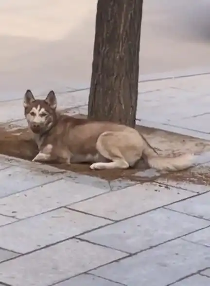 这二哈真是皮的不能要了,把自己搞的跟野猪似的,看它那样就想笑
