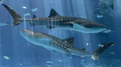 地球上的生物之最动物学家捕捉金鱼之王

