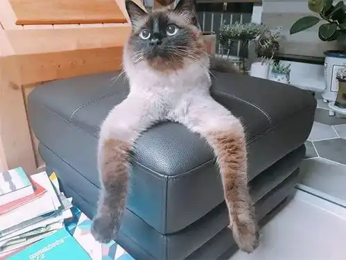 真正的猫奴,把猫咪的搞笑照片做成模型,太魔性
