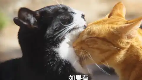 抖音搞笑猫猫狗狗视频
