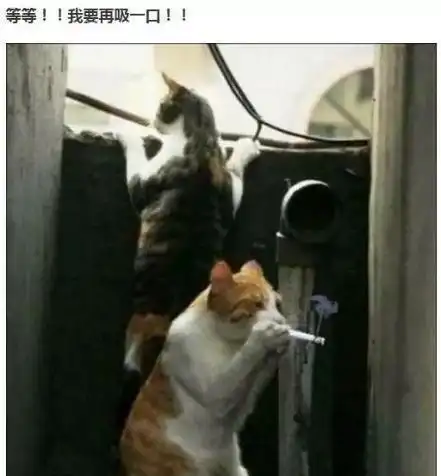 爆笑段子老婆买了一个塑料锤,说我气到她,她就用塑料锤砸我
