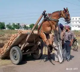 搞笑动态趣图gif好尴尬的驴子
