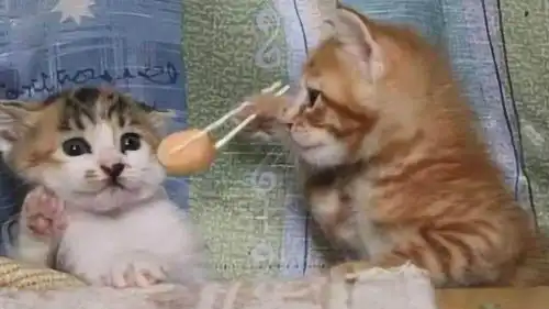 猫咪搞笑视频精选发给大家笑一笑

