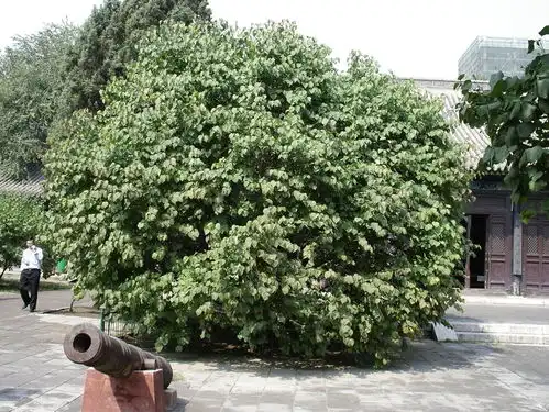 丁香树
