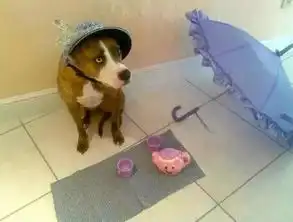汕头训犬中心雷盛宠物服务有限公司千万不要让孩子和宠物单独在一起
