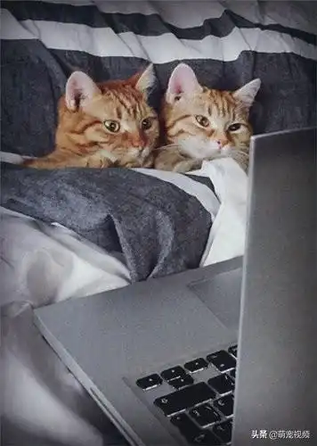 搞笑猫咪图片一箩筐,喵呜

