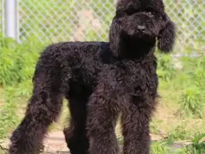 图巨型贵宾犬价格,巨型贵宾犬图片齐齐哈尔宠物狗齐齐哈尔列表网
