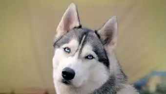 求哈士奇犬图片
