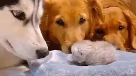 亲手奶大刚出生的小猫流浪猫来我家阳台上生下四只崽崽,却只带走了两只
