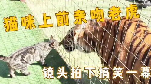 猫咪上前亲吻老虎,老虎一脸疑惑,镜头拍下搞笑一幕
