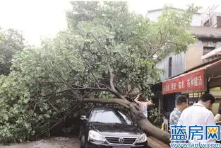 对流天气带来七级大风同安行道树被连根拔起砸坏多辆汽车
