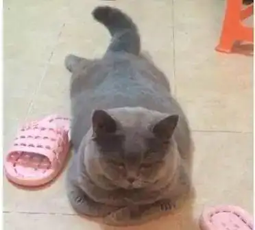 猫奴嫌自家蓝猫太瘦,看到照片后网友笑喷很瘦,瘦到只剩下肉了
