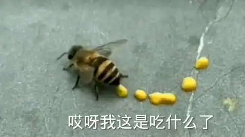 搞笑配音蜜蜂便秘拉的到底是什么这是是蜂蜜吗还是便便谁能来给我解答一下
