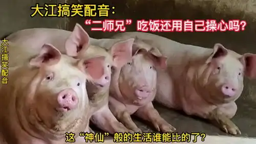 大江搞笑配音吃饭还用自己操心吗别说你还不如我们猪啊
